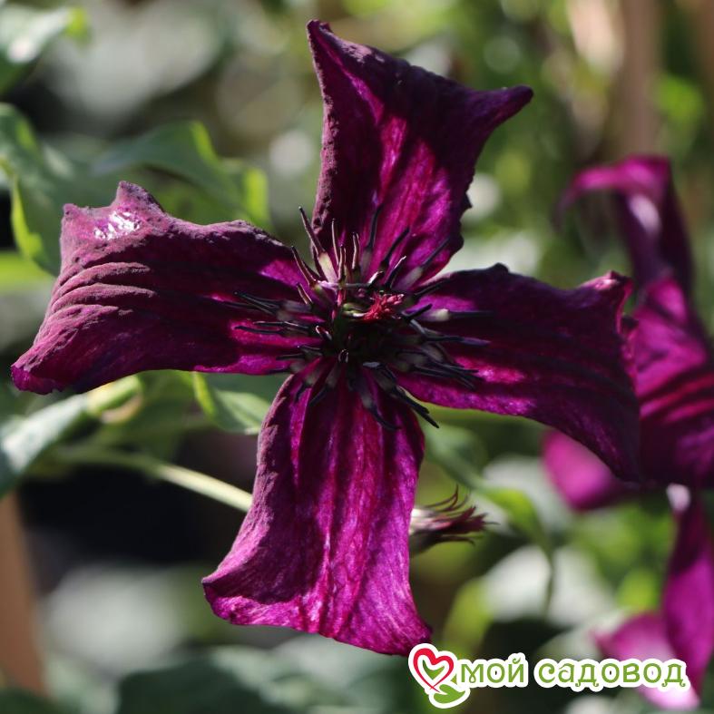 Клематис Дарк Айс ЗКС