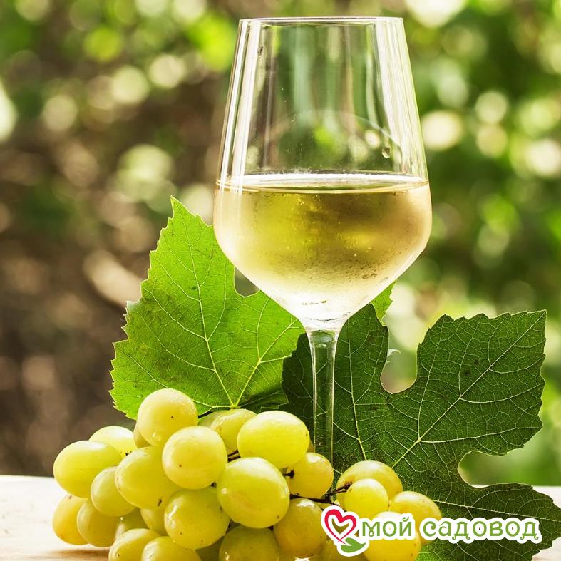 Виноград Виорика