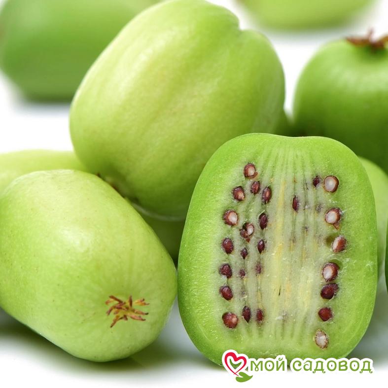 Киви актинидия острая Джамбо