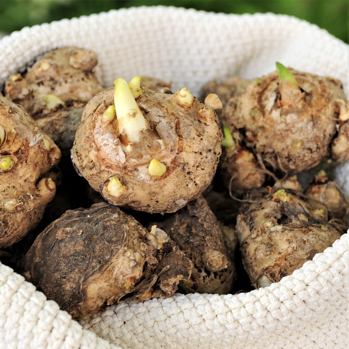 Калла Кристал Клиэр