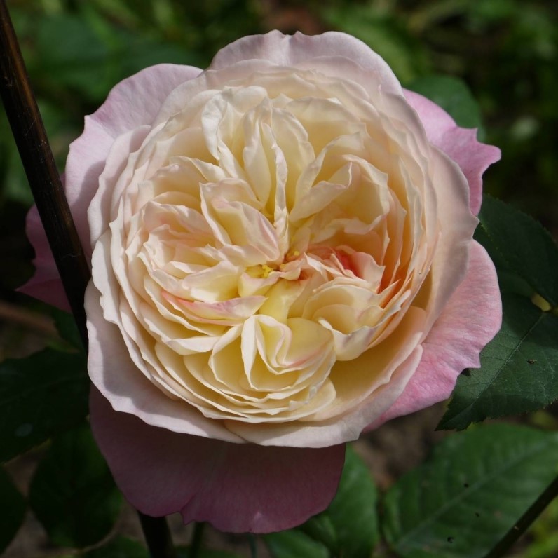 Роза Констанция