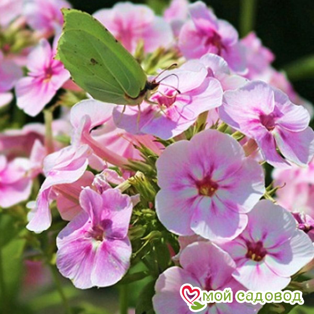 Флокс метельчатый Юник Биколор